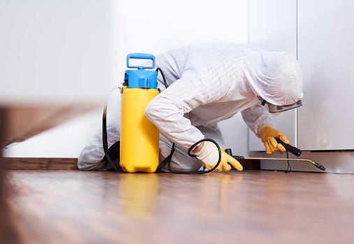 Pest controler works in the kitchen